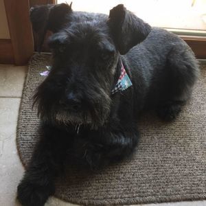 Meet your Posher, Ann